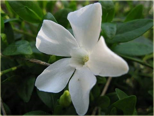 Barwinek pospolity biały Vinca minor alba