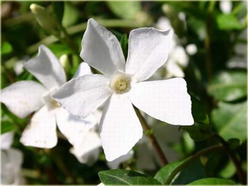 Barwinek pospolity biały Vinca minor alba