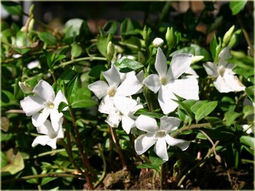 Barwinek pospolity biały Vinca minor alba