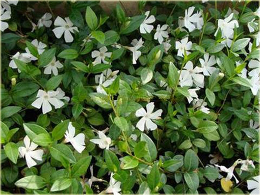 Barwinek pospolity biały Vinca minor alba