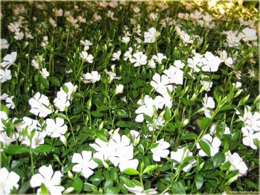 Barwinek pospolity biały Vinca minor alba