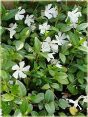 Barwinek pospolity biały Vinca minor alba