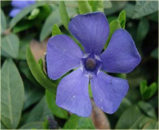 Barwinek pospolity Vinca minor