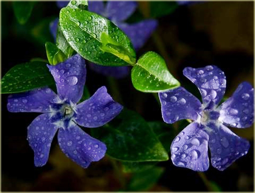 Barwinek pospolity Vinca minor