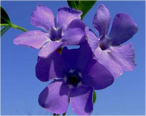 Barwinek pospolity Vinca minor