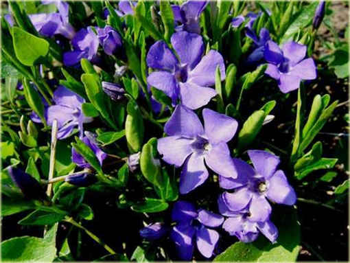Barwinek pospolity Vinca minor