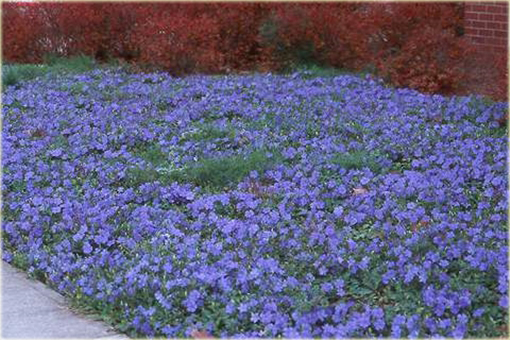 Barwinek pospolity Vinca minor