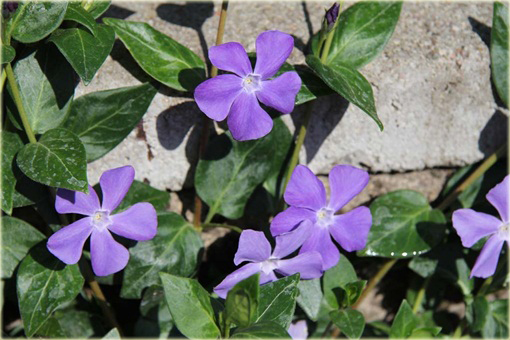 Barwinek pospolity Vinca minor