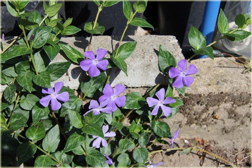 Barwinek pospolity Vinca minor