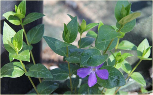 Barwinek pospolity Vinca minor