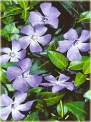 Barwinek pospolity Vinca minor