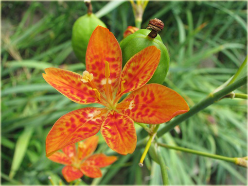 Belamkanda Belamcanda chinensis