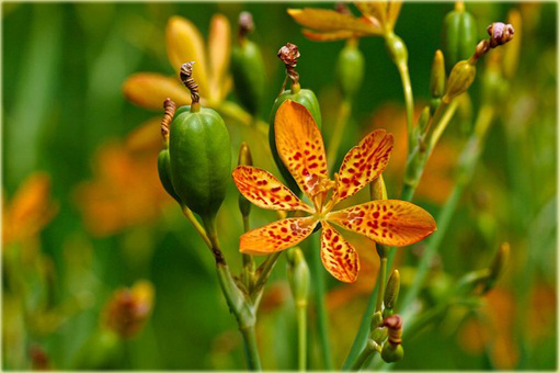 Belamkanda Belamcanda chinensis