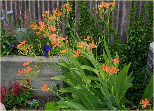 Belamkanda Belamcanda chinensis