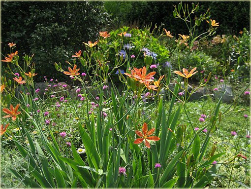 Belamkanda Belamcanda chinensis