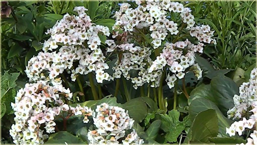 Bergenia Bressingham White Bergenia