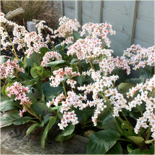 Bergenia Bressingham White Bergenia