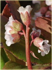 Bergenia Bressingham White Bergenia
