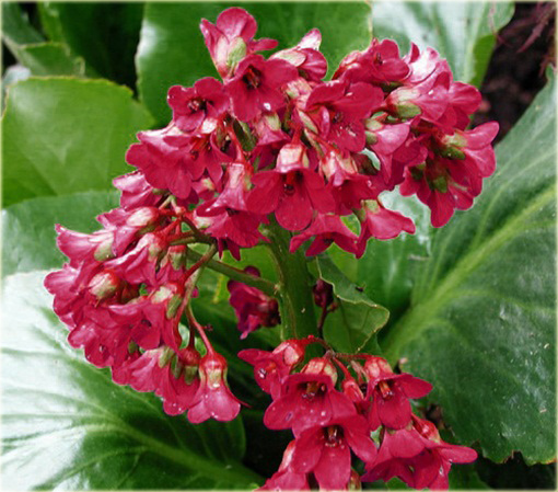 Bergenia sercowata Winterglut Bergenia cordifolia