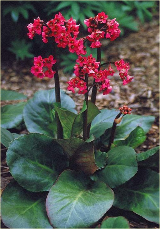 Bergenia sercowata Winterglut Bergenia cordifolia