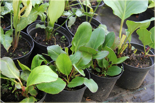 Bergenia sercowata Winterglut Bergenia cordifolia
