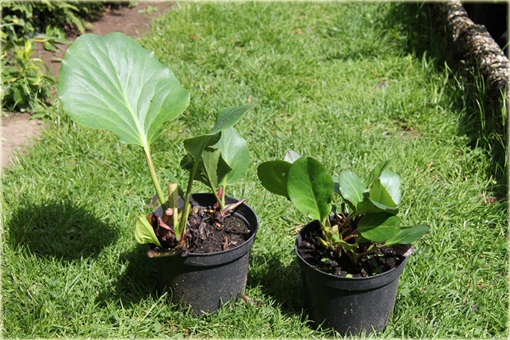 Bergenia sercowata Winterglut Bergenia cordifolia