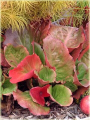 Bergenia sercowata Winterglut Bergenia cordifolia