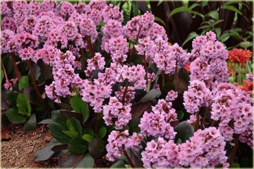Bergenia cordifolia Spring Fling Bergenia cordifolia