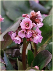 Bergenia cordifolia Spring Fling Bergenia cordifolia