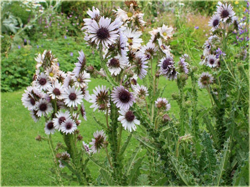 Berkheja, Berkheya Berkheya purpurea
