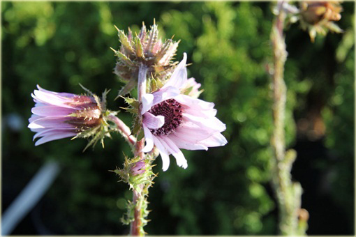 Berkheja, Berkheya Berkheya purpurea