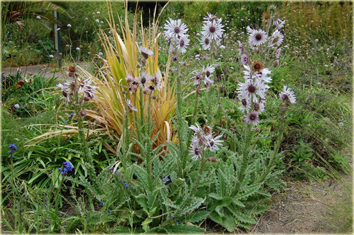 Berkheja, Berkheya Berkheya purpurea