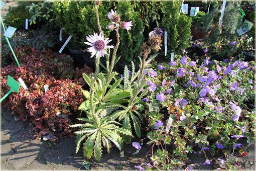 Berkheja, Berkheya Berkheya purpurea