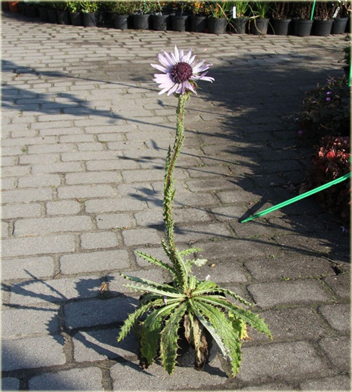 Berkheja, Berkheya Berkheya purpurea