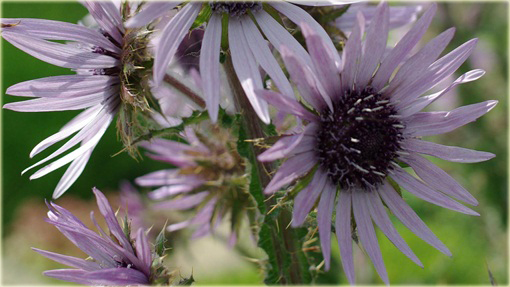 Berkheja, Berkheya Berkheya purpurea