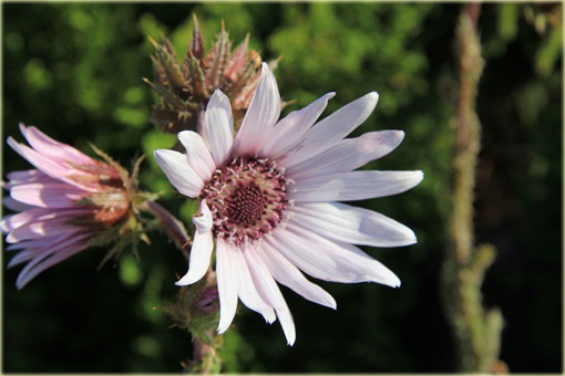 Berkheja, Berkheya Berkheya purpurea