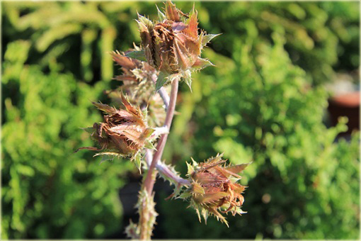 Berkheja, Berkheya Berkheya purpurea