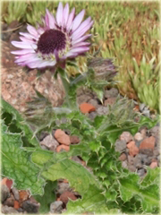 Berkheja, Berkheya Berkheya purpurea