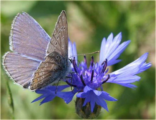 Bluszczyk kurdybanek Glechoma hederacea