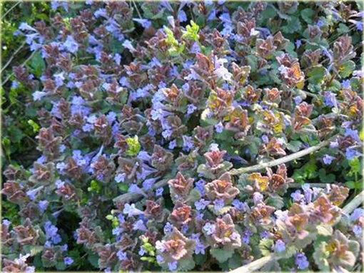 Bluszczyk kurdybanek Glechoma hederacea