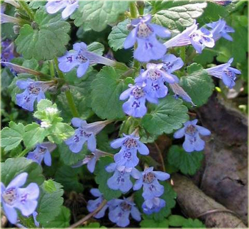 Bluszczyk kurdybanek Glechoma hederacea