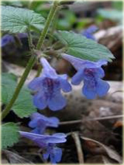 Bluszczyk kurdybanek Glechoma hederacea