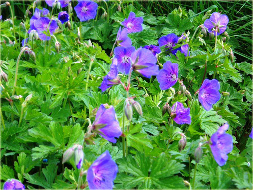 Bodziszek Himalajski Gravetye Geranium himalayense Gravetye