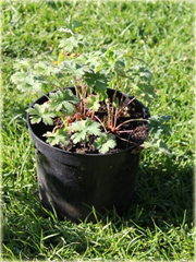 Bodziszek Himalajski Gravetye Geranium himalayense Gravetye