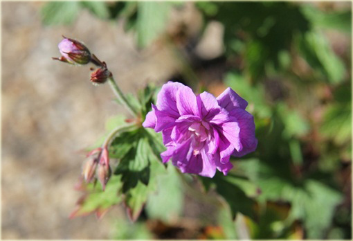 Bodziszek himalajski Plenum Geranium himalayense