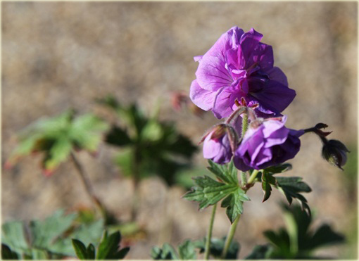 Bodziszek himalajski Plenum Geranium himalayense
