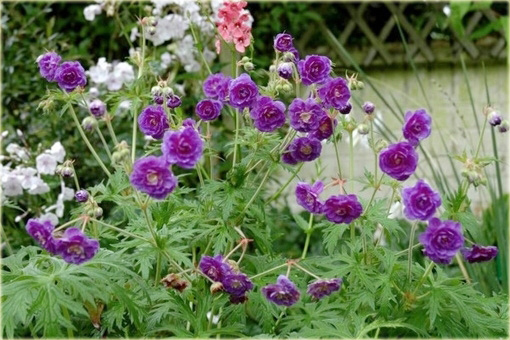 Bodziszek himalajski Plenum Geranium himalayense