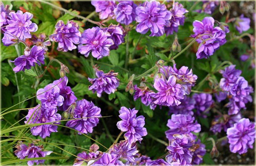 Bodziszek himalajski Plenum Geranium himalayense
