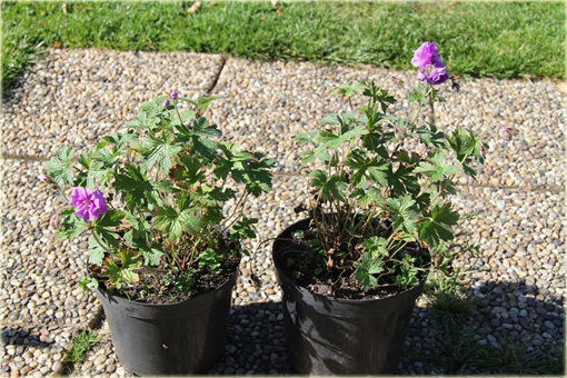 Bodziszek himalajski Plenum Geranium himalayense