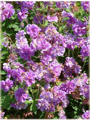 Bodziszek himalajski Plenum Geranium himalayense